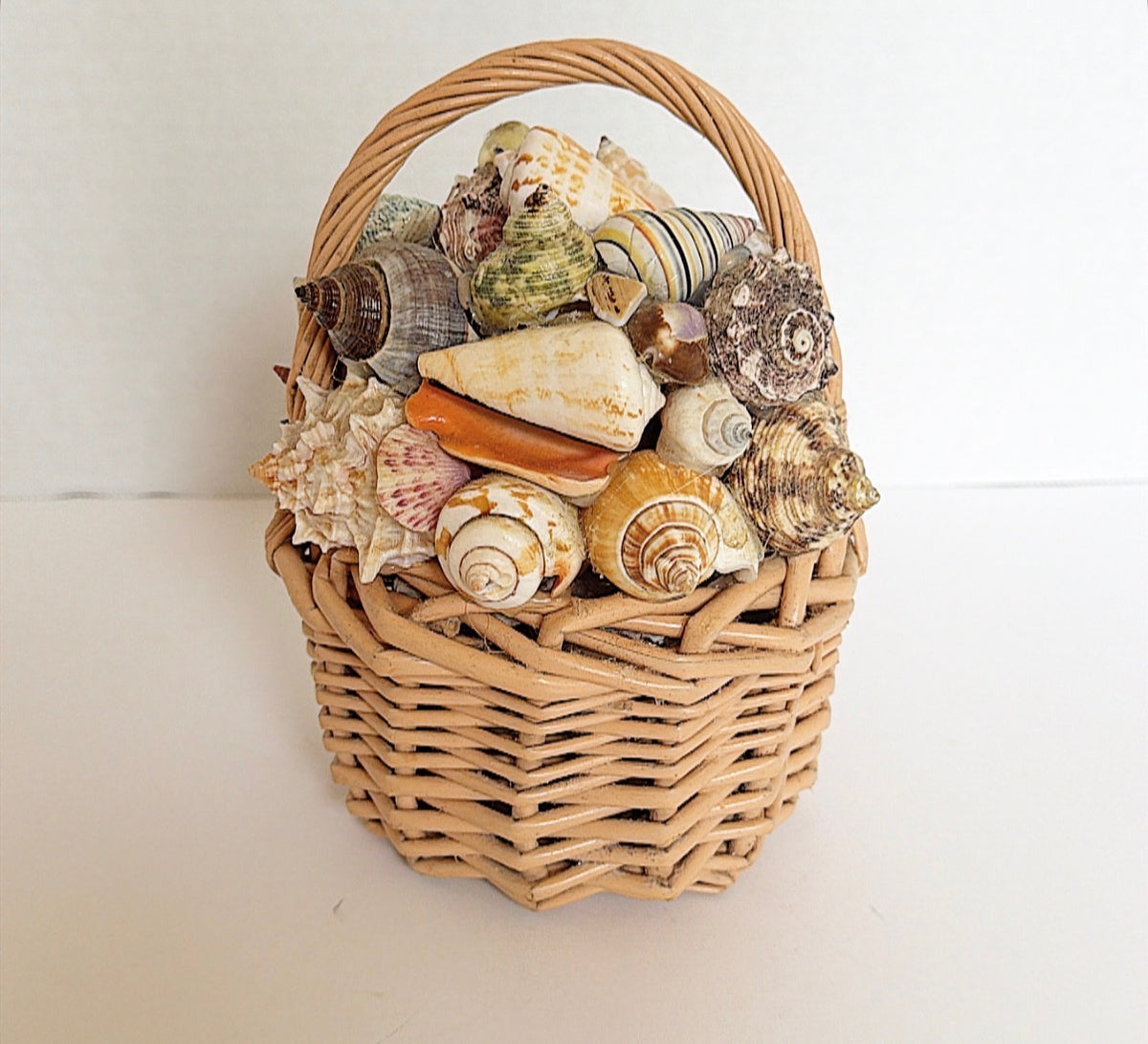P8 - Basket of Shells